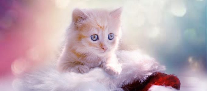 男女の好みも大違い！「強い」が一番の男と「かわいい」が一番の女